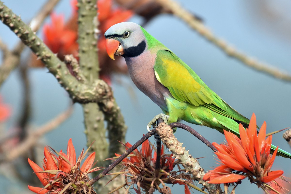 Vẹt ngực đỏ (Psittacula alexandri) dài 33 cm, có ở khắp Việt Nam, nhưng nhiều nhất là ở vùng trung du và vùng núi, những chỗ có nhiều cây cao rậm rạp.
