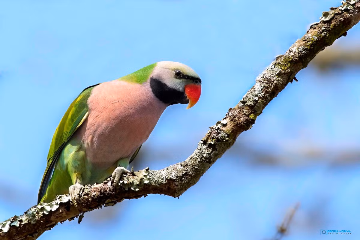 Chúng có nhiều phân loài khác nhau gắn với từng vùng ở Nam và Đông Nam Á, trong đó một số phân loài chỉ còn số lượng rất ít do nạn buôn bán chim hoang dã. Ở Ấn Độ, nhiều đàn vẹt ngực đỏ được ghi nhận ở các thành phố lớn.