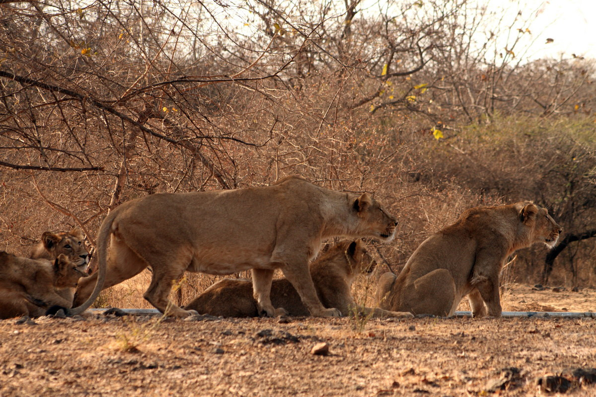 Tập quán của sử tử châu Á không khác biệt so với sư tử châu Phi. Các con đực thường sống đơn độc hoặc liên kết với tối đa ba con đực tạo thành một nhóm đàn lỏng lẻo. Con cái liên kết với với số đông hơn, tạo thành một bầy đàn mạnh mẽ cùng với đàn con.