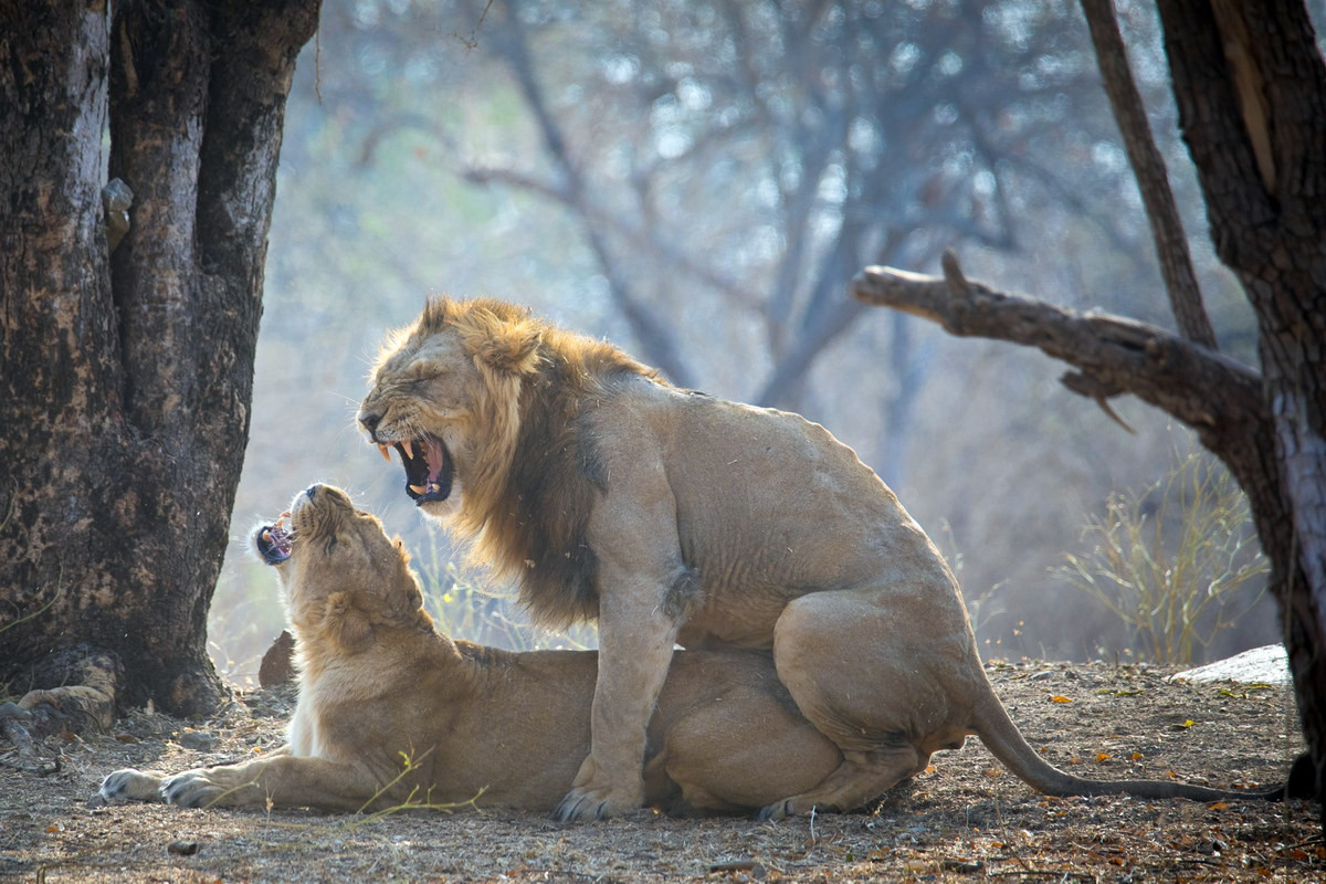 Sư tử châu Á giao phối giữa tháng chín và tháng một. Một cuộc giao phối kéo dài ba đến sáu ngày. Trong những ngày này, chúng thường không săn mồi mà chỉ uống nước. Sư tử cái mang thai trong khoảng 110 ngày. Mỗi lứa đẻ bao gồm một đến bốn con. Con non độc lập khi khoảng hai tuổi.