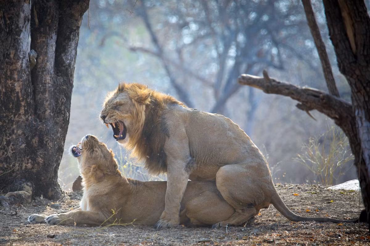 Sư tử châu Á giao phối giữa tháng chín và tháng một. Một cuộc giao phối kéo dài ba đến sáu ngày. Trong những ngày này, chúng thường không săn mồi mà chỉ uống nước. Sư tử cái mang thai trong khoảng 110 ngày. Mỗi lứa đẻ bao gồm một đến bốn con. Con non độc lập khi khoảng hai tuổi.