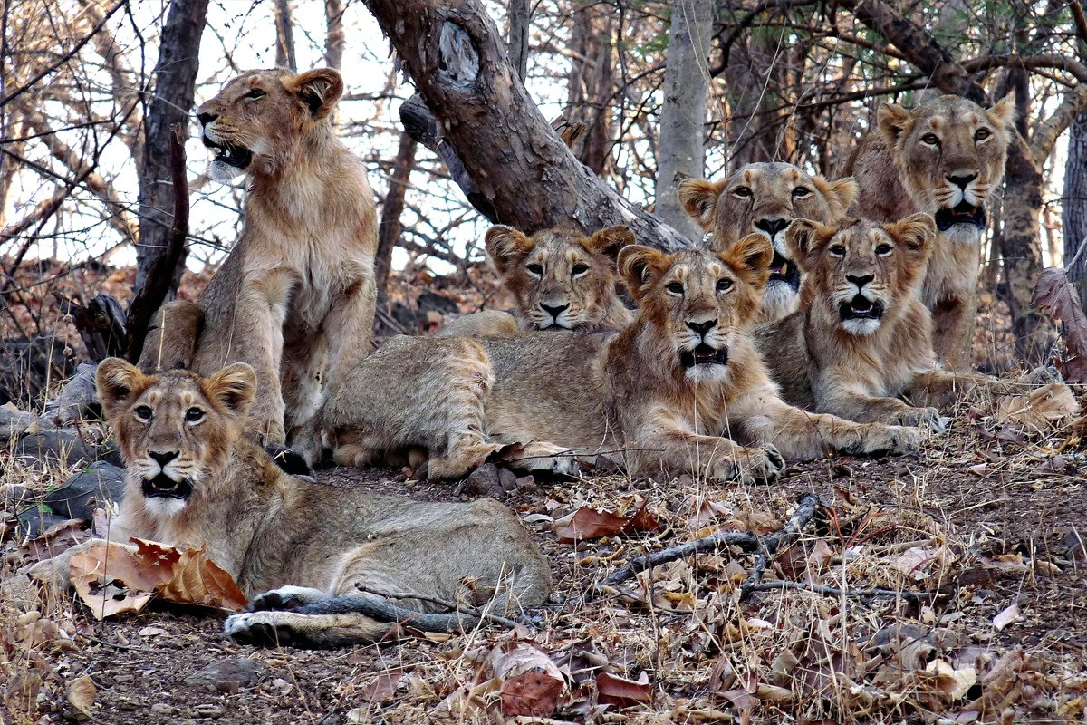 Vào năm 1977, Iran đã cố gắng khôi phục quần thể sư tử của mình bằng cách vận chuyển sư tử rừng Gir đến Công viên quốc gia Arzhan, nhưng dự án đã gặp phải sự kháng cự của người dân địa phương, do đó đã không được thực hiện.