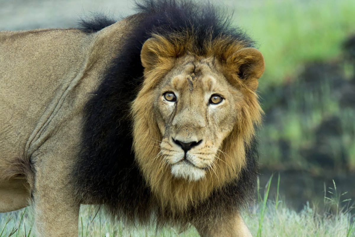 Ngoài ra còn nhiều đặc điểm khác để phân biệt sư tử châu Á với sư tử châu Phi, như chúng có búi đuôi lớn hơn, dọc theo mặt dưới bụng có nếp gấp của da, con đực có bờm ngắn nên tai lộ ra, trông không “oai phong” như sư tử châu Phi.