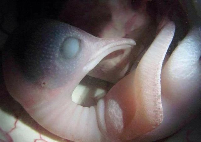 Anh sieu am 4D sac net ve dong vat khi con o trong bung me-Hinh-6