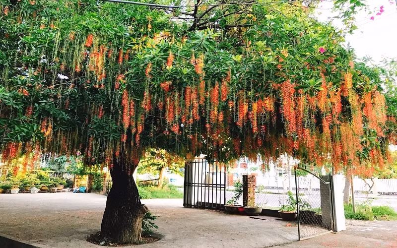 Trong cay loc vung truoc cua nha co loi khong?