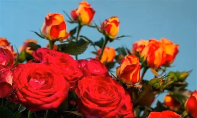 Muon nguoi dan ong yeu minh ap dung bi quyet 