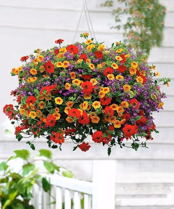 2. Chậu treo. Sử dụng chậu treo có thể tiết kiệm không gian và tạo ra một mảng màu sắc đa dạng. Chậu cây có thể được treo lên trần hoặc cột, tận dụng không gian theo chiều dọc. Các loại cây thích hợp là cây lá gấm, xương rồng, lưỡi hổ hay thảo mộc… giúp tạo ra không gian tươi mát.