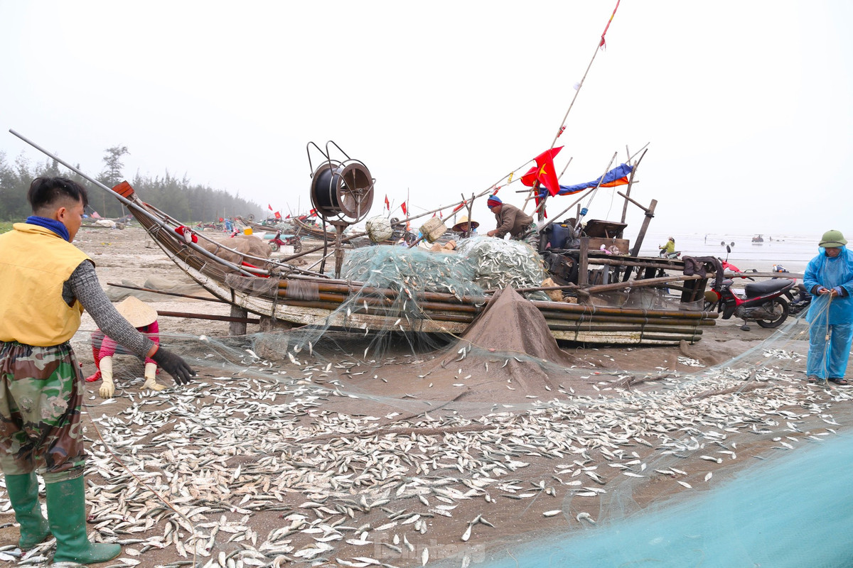 Dọc bờ biển, bà con ngư dân căng lưới rũ những con cá trích tươi rói xuống bãi cát.