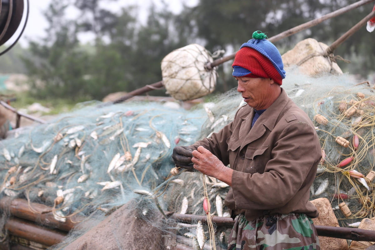 Ngư dân Nguyễn Văn Cường (SN 1966, trú xã Diễn Kim, huyện Diễn Châu) cho biết, ông dậy từ 12 giờ đêm, sau đó chuẩn bị ngư lưới cụ ra khơi cách bờ khoảng 5 - 7 hải lý. Sau khoảng 5 giờ đánh bắt là có cá, bè lại quay đầu về bờ. “Đang vào mùa cá trích nên bè mảng nào cũng đều đầy ắp cá. Khoảng 1 tuần nay, đêm nào tôi cũng đi biển. Hôm ít nhất được 2 - 3 tạ, nhiều như hôm nay được hơn 1 tấn cá trích. Cá sau khi được gỡ xong được thương lái thu mua tại chỗ”, ông Cường chia sẻ.