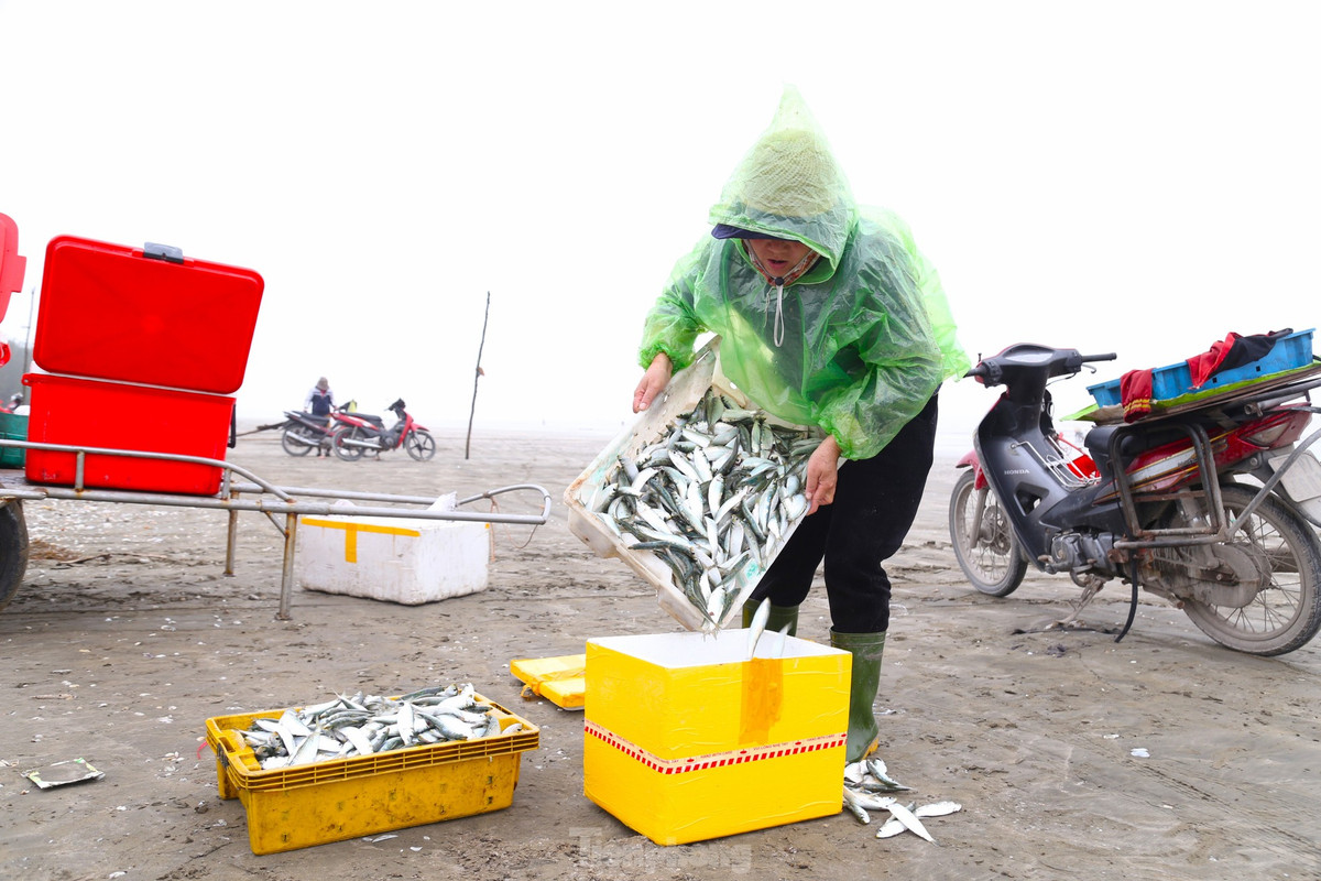 Cá trích sau khi gỡ được cho vào thùng nước để rửa sạch sẽ, thương lái thu mua tại chỗ. Giá bán dao động từ 20.000 - 25.000 đồng/kg.