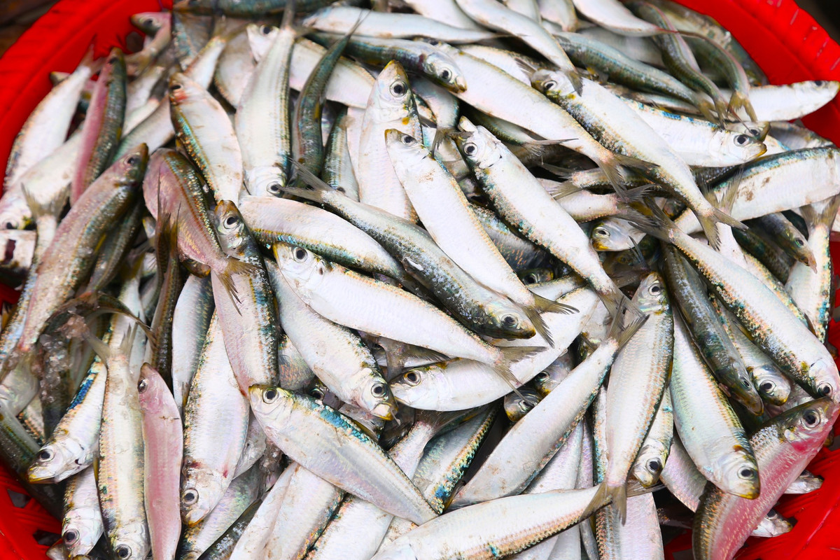 Cá trích có chứa lượng lớn omega 3, vitamin D và B12, được xem là loại cá “lắm đạm”. Cá trích thường được dùng để chế biến các món ăn như: gỏi, nướng, hấp hoặc bán cho các cơ sở thu mua làm nước mắm.