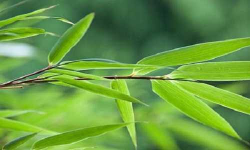 La tre xuat ngoai thanh hang dat do, mang ve 2 trieu USD/nam-Hinh-8