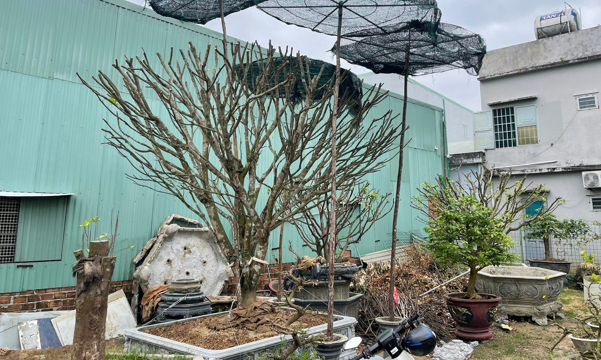 Vấn đề thường gặp là bộ rễ của cây bị yếu do phải nuôi cây, trong khi người thuê chơi chăm sóc chưa đúng cách, cung cấp thừa hoặc thiếu độ ẩm cho cây. Ảnh: Cây mai mới về vườn rất yếu nên sẽ xử lý toàn bộ để dưỡng lại cây. Ảnh: Bách Viên