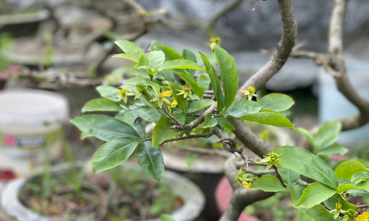 Hoa mai được giữ lại không cần lặt như lá. Ảnh: Bảo Trân