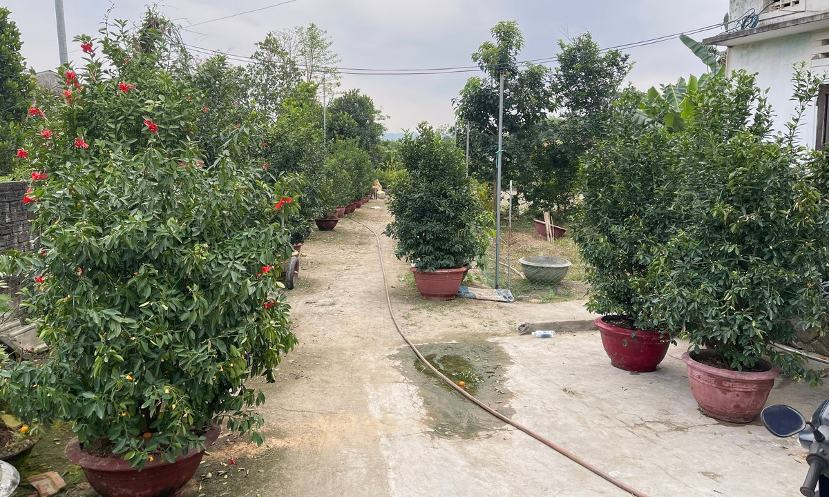 Quá trình chăm cây quất sẽ diễn ra thường xuyên, cách nhau không quá một tuần, giúp cây đảm bảo được sự phát triển đúng tiến trình và cho ra những cây quất đẹp nhất phục vụ cho Tết năm sau.