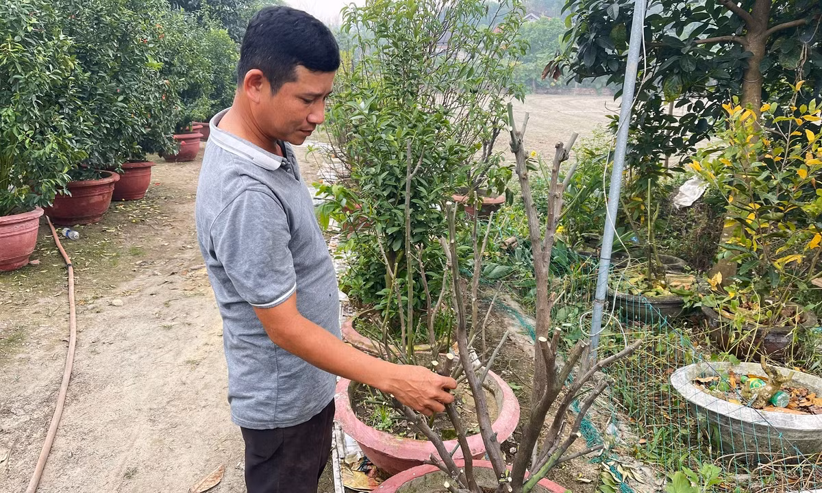 Hiện tại, vườn quất nhà anh Minh có hơn 50 cây quất đủ loại kích cỡ. Với những cây nhỏ, anh cắt tỉa cành và lặt toàn bộ lá trên cây. Nấm xanh bám thân cây được cạo sạch và phun nước kết hợp dung dịch đặc dụng bằng máy áp lực cao để rửa sạch vi khuẩn cũng như tăng đề kháng cho cây nhanh phục hồi vết thương. Đồng thời tưới nước và cung cấp chất dinh dưỡng kích thích rễ phát triển. Ảnh: anh Nguyễn Bá Minh bắt đầu phục hồi cho những cây quất sau Tết. Với những chậu quất có kích thước gốc và cành lớn, anh Minh dùng dây nhựa để cố định cho cành không bị bung, quả sẽ lặt hết cho cây đỡ bị nặng. Rửa lá, thay chậu đổi đất mới và rửa rễ bằng dung dịch đặc dụng. Đa số, các chậu quất lớn đều thu mua lại của người dân chơi Tết nên khi vận chuyển về phải để cho cây “tỉnh” mới có thể bắt đầu xử lý và chăm sóc. Ảnh: Bách Viên