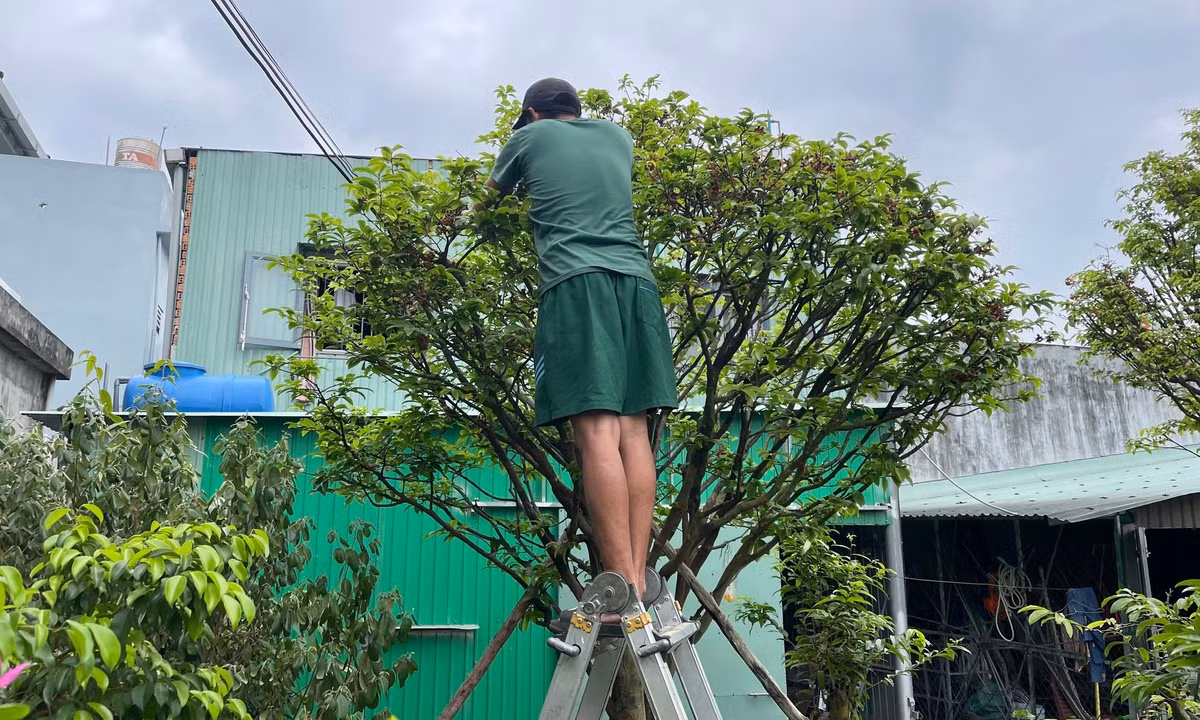 Nên sau khi chở cây về, nhà vườn sẽ cắt tỉa cành, cắt bỏ khoảng 1/2 số lá trên cây. Ảnh: Nhặt bỏ những nụ hoa đối với các cây mai lớn để cây đỡ bị nặng. Ảnh: Bách Viên