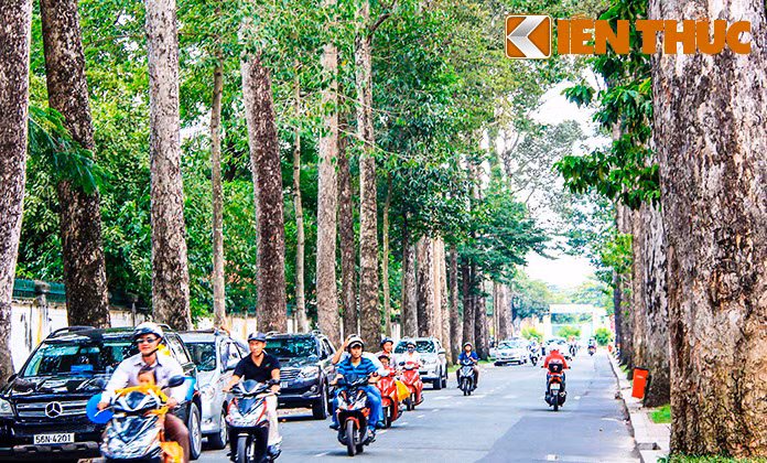 Thực tế đã bao đời nay, người dân "Hòn ngọc viễn đông" quá quen thuộc với những hàng me xanh ngắt, những hàng dầu cao vút hay xà cừ to lớn dọc 2 bên đường... Tất cả tạo nên sự hài hòa giữa thiên nhiên với nhịp sống hiện đại.