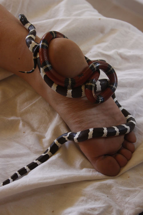 Các nhà trị liệu Israel cho rằng, cơ thể con người có phản ứng tốt với rắn và cách massage này có tác dụng rất lớn không chỉ trong việc giảm đau mỏi cơ mà còn giảm stress.