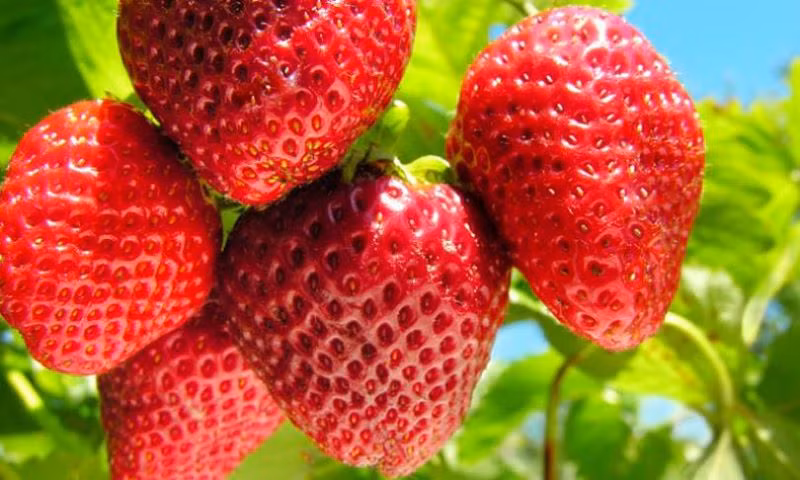 Dâu tây: Là loại quả rất dễ bị nhiễm một loại khuẩn có tên là Cyclospora