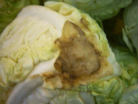 Trong bắp cải thối có chứa nitrite, chất này đóng vai trò trong sự hình thành methemoglobin trong máu người, khiến máu mất các chức năng oxy, làm cho ngộ độc oxy, chóng mặt, đánh trống ngực, nôn mửa, tím môi… Nếu bị nặng có thể gây bất tỉnh, co giật, khó thở, không kịp thời cứu hộ có thể đe dọa tính mạng.