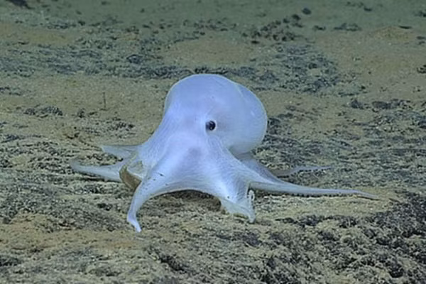 Một con vật trông khá dị, giống như bạch tuộc. Nó được phát hiện ở độ sâu 4.000m về phía đông bắc của đảo Necker ở Hawai.