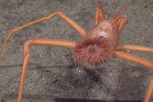 Con cua ẩn sĩ với hải quỳ sống trên người.