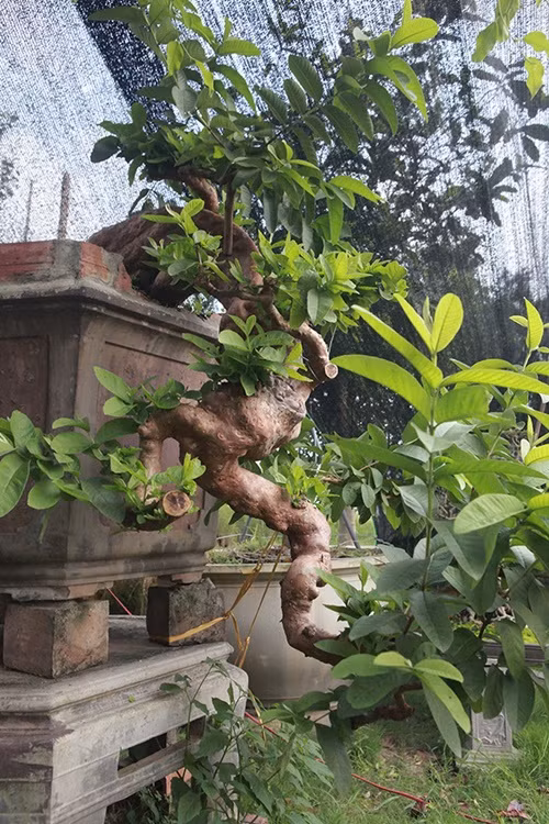 Những màn sang tay ổi bonsai dáng “kỳ quái” khiến đại gia chơi cây cảnh mê mẩn ảnh 2