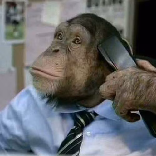 Chú vượn này là một ông sếp đang gọi điện cho nhân viên.