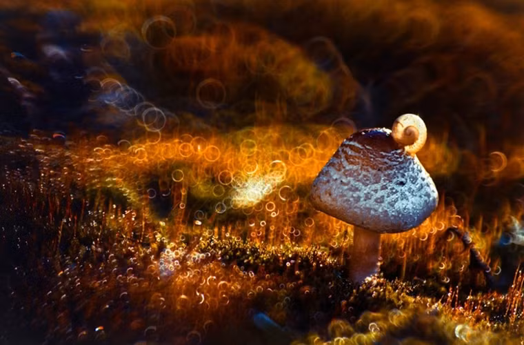 Một hình ảnh hết sức yên bình.