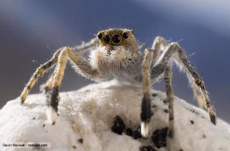Nhện nhảy Himalayan. Loài này có thể sống ở điều kiện áp suất thấp, nhiệt độ đóng băng.Ngược với sâu Ác quỷ, loài này giữ kỷ lục là động vật sống ở độ cao nhất trên thế giới, khoảng 6,6 km cao hơn so với mực nước biển. Nó có thể sống trong một thời gian dài mà không cần ăn, ở nhiệt độ đóng băng, không có áp suất khí quyển. Thức ăn chính của loài này là những loài côn trùng nhỏ, bị gió thổi lên cao.