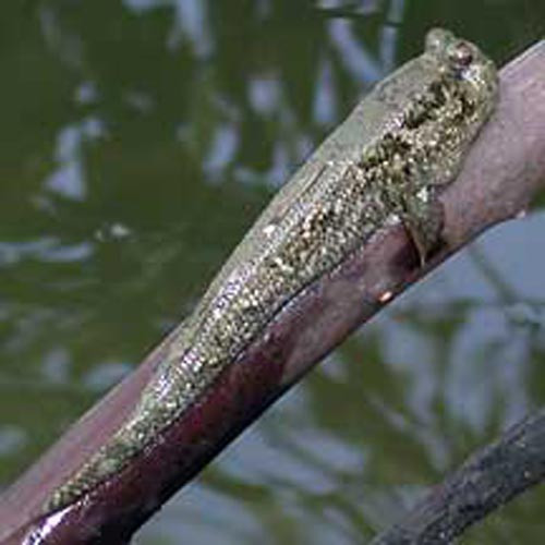 Cá thòi lòi là những chuyên gia leo cây.