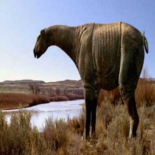 Hóa thạch của chúng được tìm thấy ở nhiều vùng châu Á, bao gồm Kazakhstan, Pakistan, Ấn Độ, Mông Cổ, và Trung Quốc.