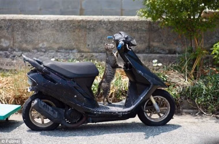 Người dân làng chài còn tin rằng mèo có thể giúp họ dự đoán được thời tiết.