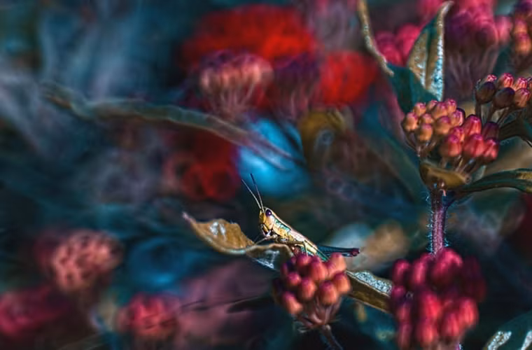 Một chú cào cào lọt thỏm trong khung màu đỏ của hoa.