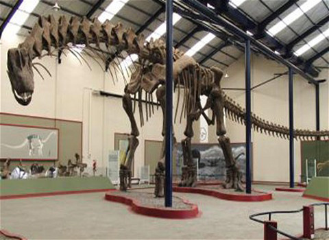 Bộ xương khổng lồ của Argentinosaurus lấp đầy cả căn phòng tại Bảo tàng thành phố Funes Carmen ở Argentina.
