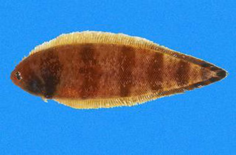 Loài này phân bố chủ yếu ở phía tây Đại Tây Dương.