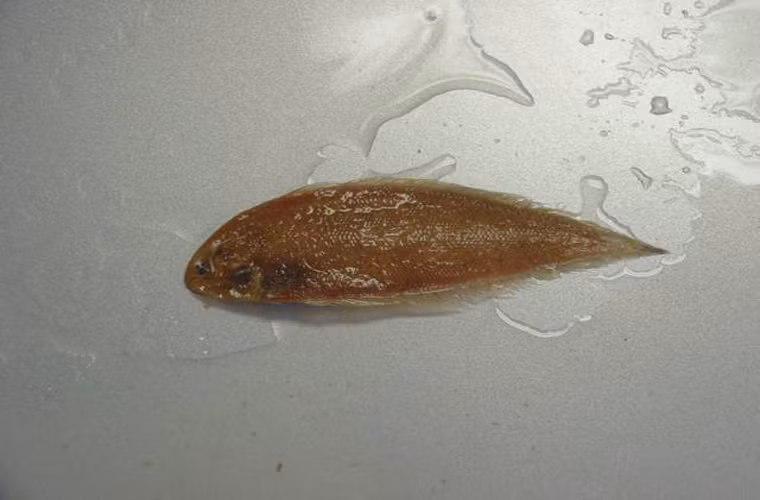 Loài này sống ở dưới đáy đại dương, ăn động vật không xương sống nhỏ (như sâu, loài thân giáp).