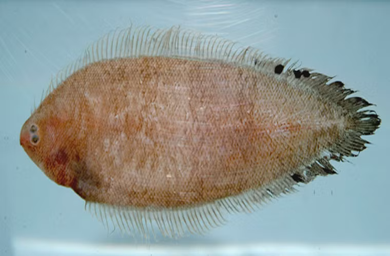 Vây lưng, hậu môn và đuôi nối liền bao quanh thân,