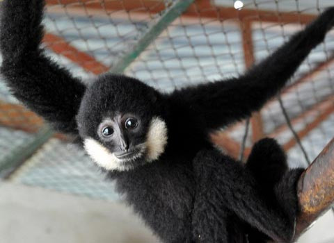 Loài Voọc được bảo tồn trong Vườn quốc gia Phong Nha-Kẻ Bàng.