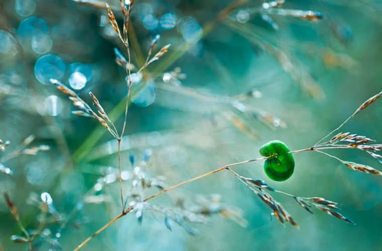 Chú sâu đang "tập xà" trên một cọng cỏ.