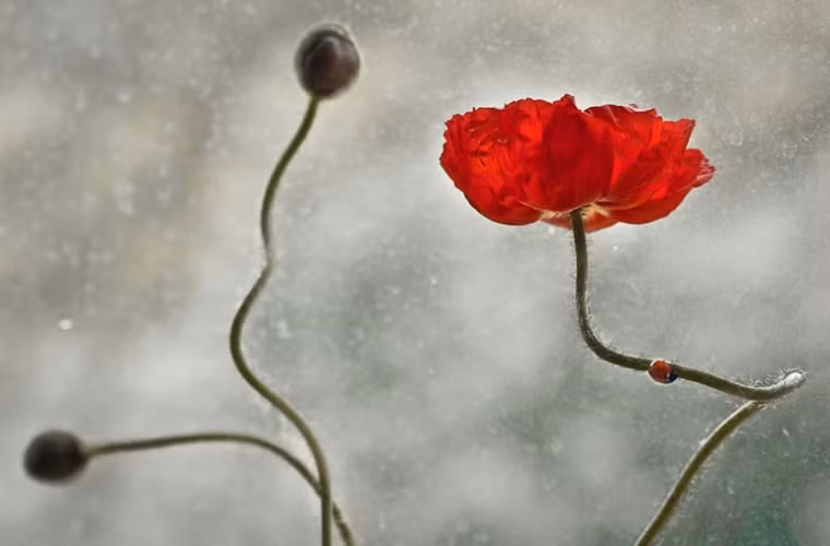 Màu đỏ của chú bọ cánh cứng và bông hoa tu-lip nổi lên đầy nghệ thuật trong khung hình này.