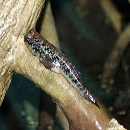 Loài này phổ biến nhiều nước Đông Nam Á, trong đó có Việt Nam.