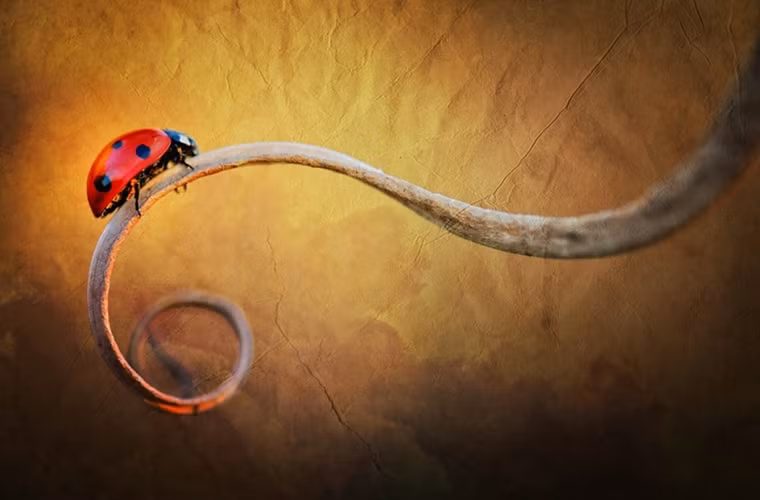 Bọ cánh cứng dường như là đề tài yêu thích của nữ nhiếp ảnh gia này.