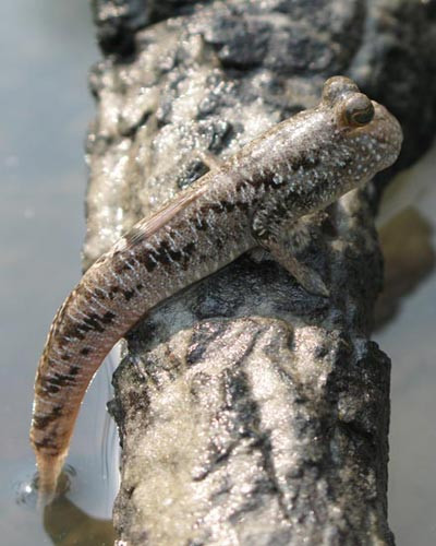 Ngoài ra, loài này có khả năng di chuyển trên bùn rất nhanh, trông như đang đi bộ.