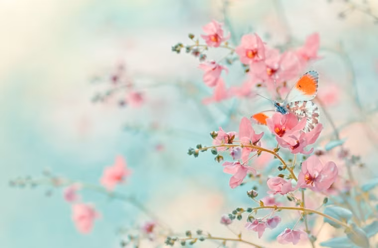 Một bức ảnh vô cùng đẹp, với những gam màu dịu mát của hoa, của cánh bướm.