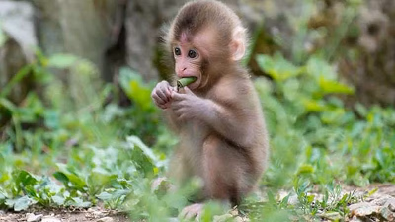 Bởi vậy, một khi thấy cơ hội gõ cửa, hãy sử dụng trí thông minh cùng sự sáng tạo của mình để biến may mắn trở thành một phần cố hữu trong cuộc đời bạn. Cơ hội luôn đi kèm thách thức, và chỉ bạn mới có thể chèo lái con thuyền cuộc đời bạn theo một lối đi thuận lợi nhất.