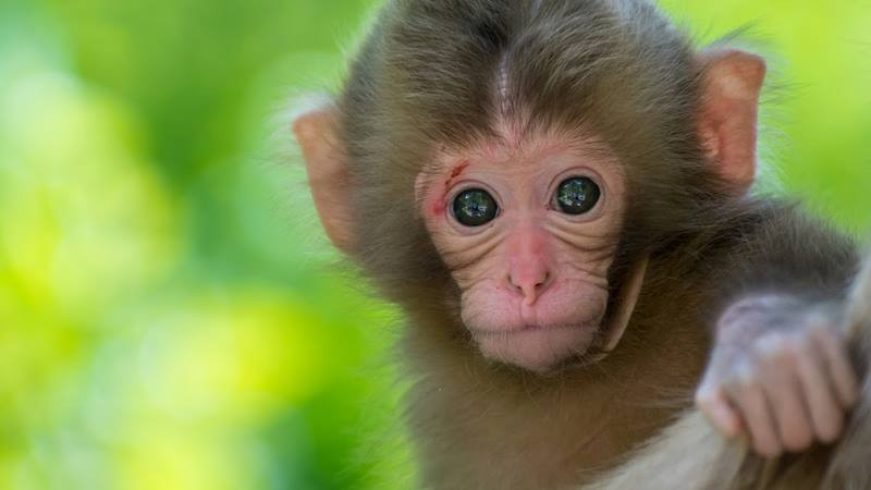 Trên hành trình tạo dựng cuộc sống đủ đầy của mình, tuổi Thân cần duy trì sự nhạy bén lẫn hài hước, nhưng đồng thời cũng không nên lãng quên lòng từ bi, sự bao dung và ngay thẳng của mình. Chỉ có lòng nhân ái và trung thực mới mang đến cho bạn cuộc sống đầy phúc lành và tràn ngập yêu thương.