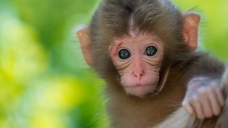 Trên hành trình tạo dựng cuộc sống đủ đầy của mình, tuổi Thân cần duy trì sự nhạy bén lẫn hài hước, nhưng đồng thời cũng không nên lãng quên lòng từ bi, sự bao dung và ngay thẳng của mình. Chỉ có lòng nhân ái và trung thực mới mang đến cho bạn cuộc sống đầy phúc lành và tràn ngập yêu thương.