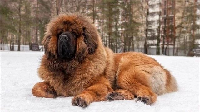 Vào năm 2014, 1 đại gia của Trung Quốc đã chi số tiền lớn lên đến 1,9 triệu USD (hơn 46 tỷ đồng) để sở hữu 1 chú chó ngao Tây Tạng lông vàng. Thời điểm đó, chú chó này được 1 năm tuổi, cao 90 cm và nặng 90 kg. Trước đó, vào năm 2011, một chú chó ngao Tây Tạng cũng được mua với giá 1,5 triệu đô (hơn 36 tỷ đồng).